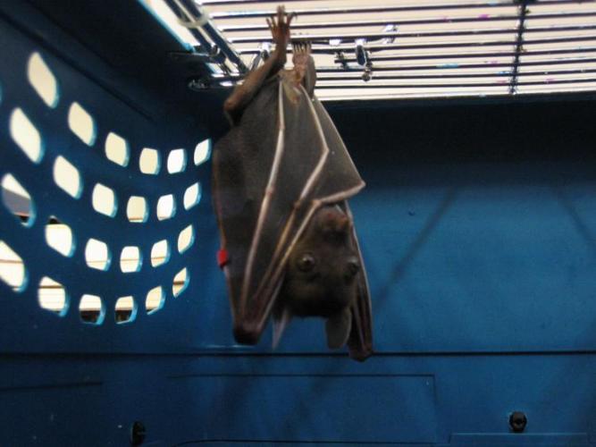 bats_043