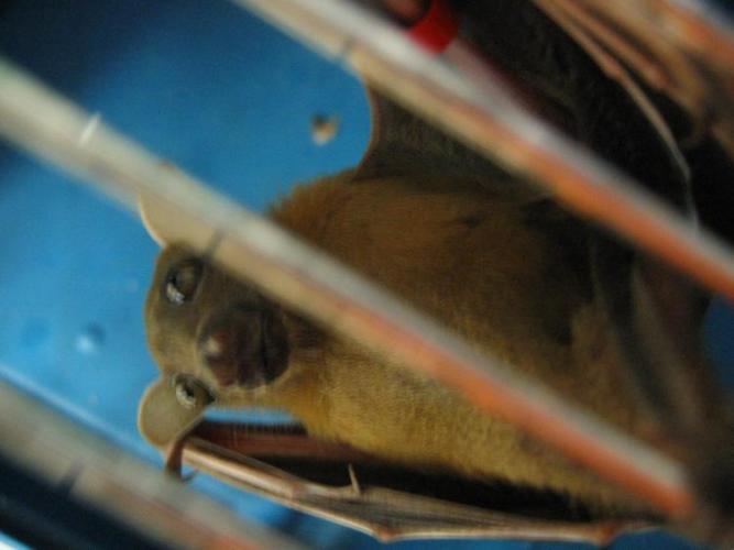 bats_048