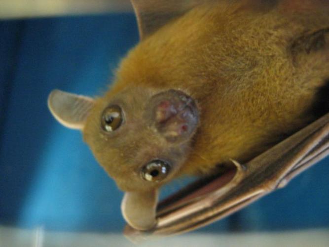 bats_049