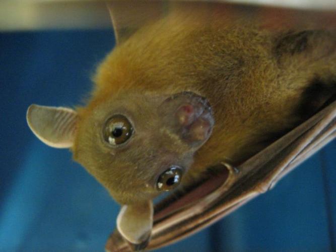 bats_050