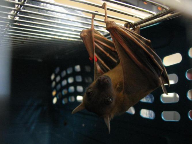 bats_054