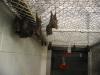 bats_009