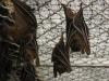 bats_011