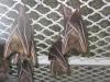 bats_012