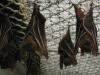 bats_013