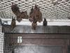 bats_016