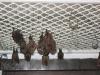 bats_017