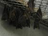 bats_019