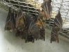 bats_020