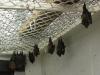 bats_022