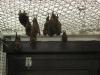bats_023