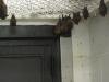 bats_024