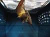 bats_033