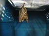 bats_035