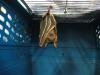 bats_036