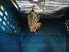 bats_037