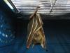 bats_039