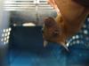 bats_044