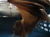 bats_045