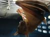 bats_046