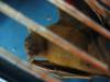 bats_047