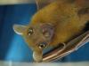 bats_049