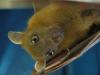 bats_050