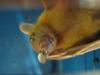 bats_051