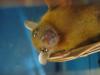 bats_052