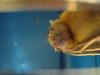 bats_053