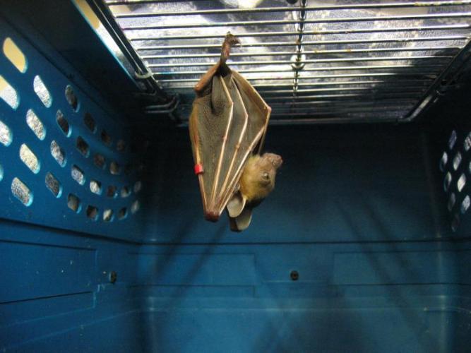 bats_037