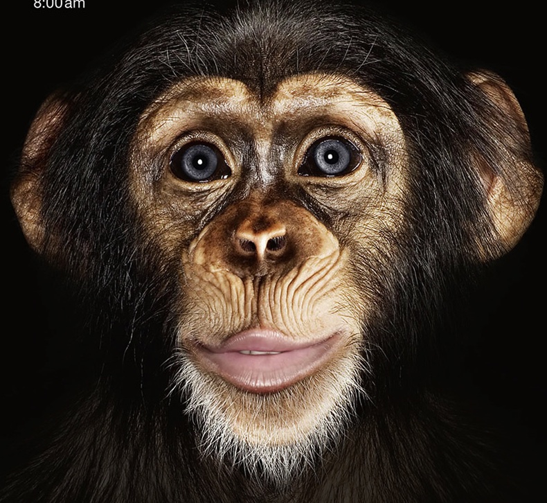 chimp