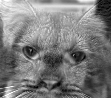 a fusing of the low frequencies of a photo of a dog and the high frequencies of a photo of a cat
