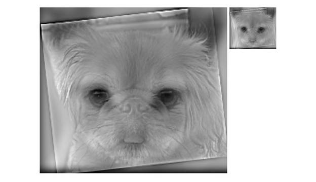 Cat+Dog_c=2.jpg