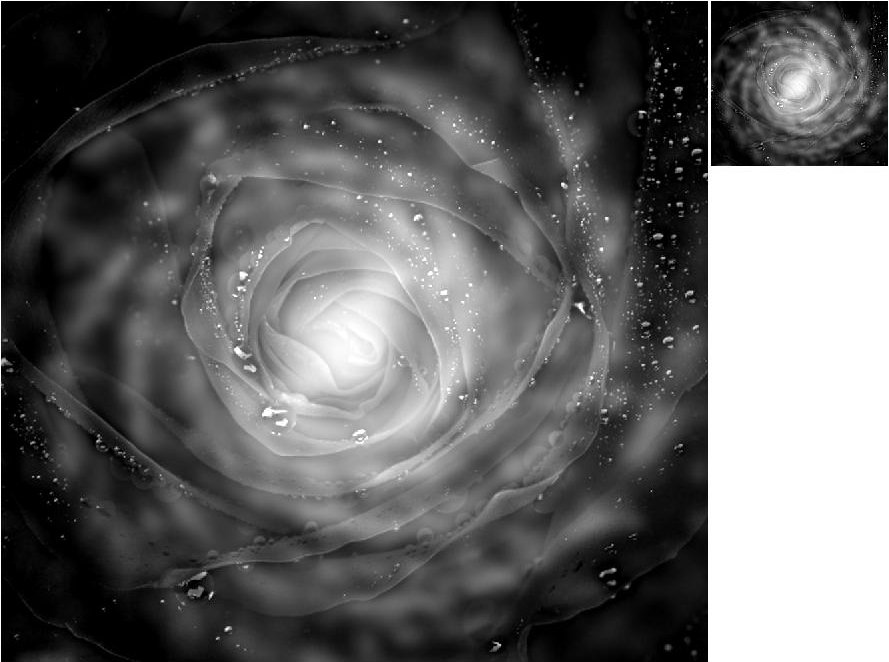 Rose and Galaxy