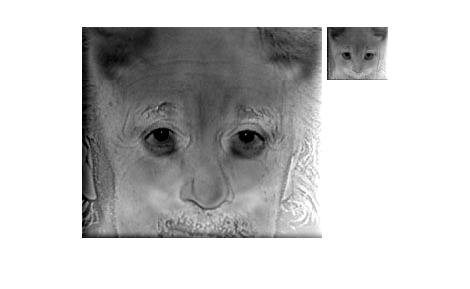 cat and einsten