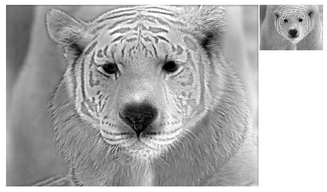 Tiger + polarbear