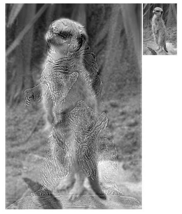 Brown bear statue + Meerkat