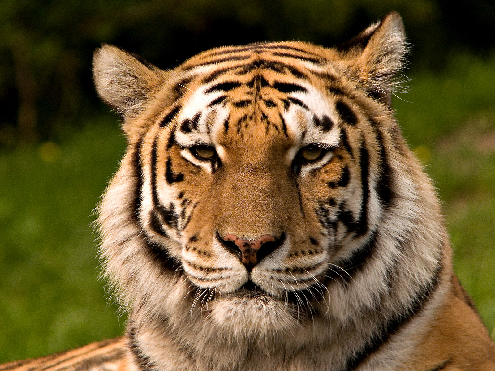 Tiger + polarbear