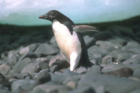 Penguin