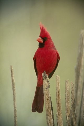 Cardinal Bird