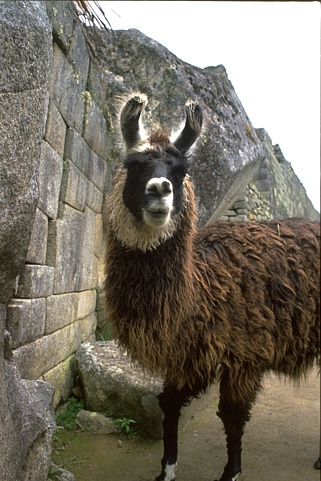 llama