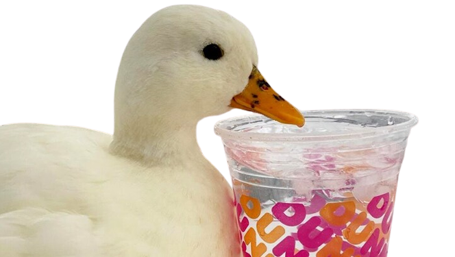 Karis Ma's Duck