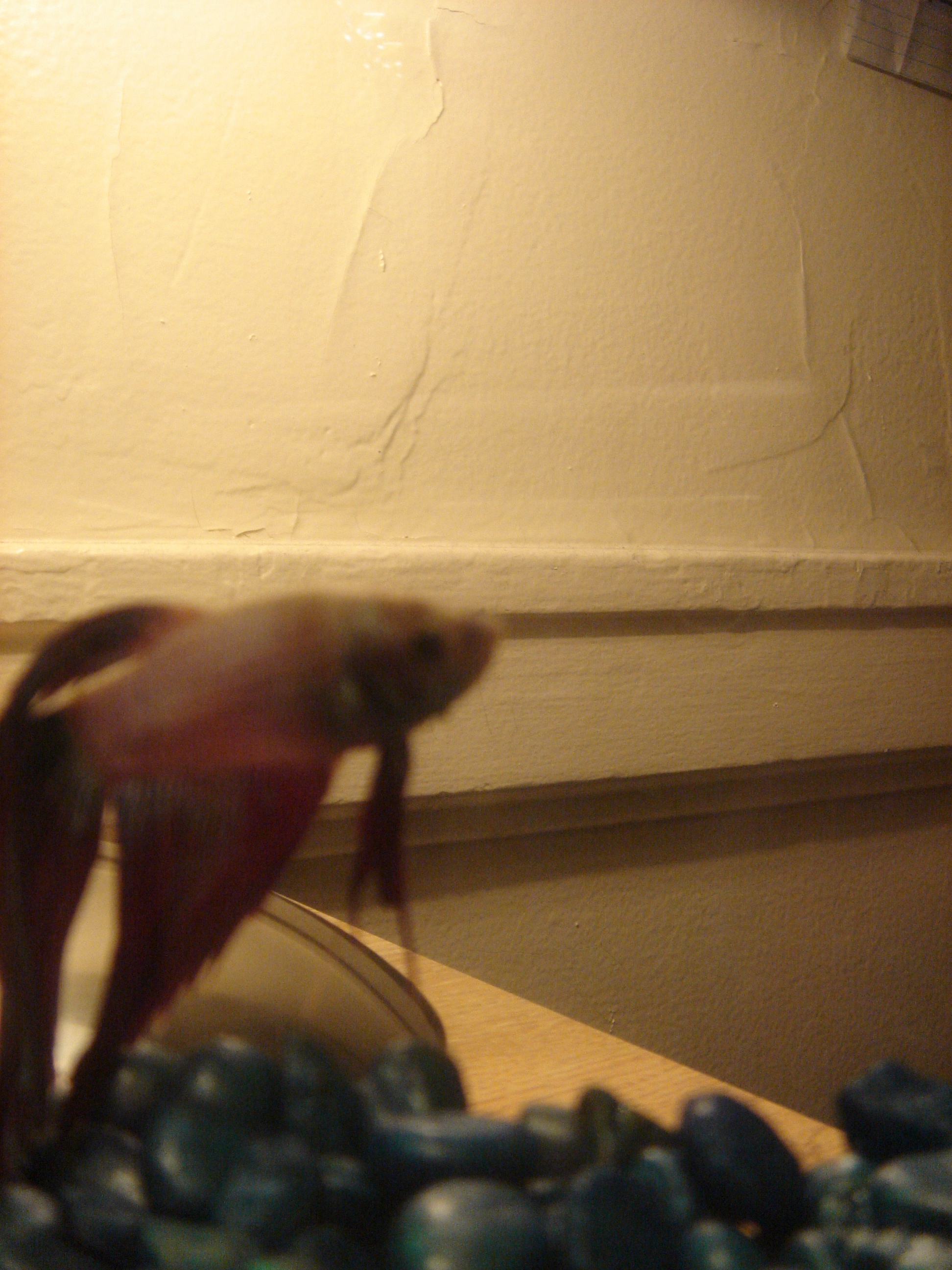 My fish, General Lee