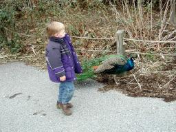 walkswithpeacocks.jpg