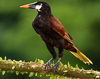 A bird on a branch

Description automatically generated