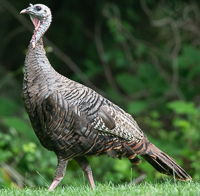 A turkey walking on grass

Description automatically generated