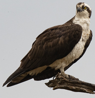 A bird on a branch

Description automatically generated