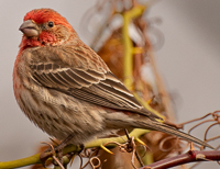 A bird sitting on a branch

Description automatically generated