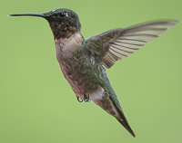 A hummingbird flying in the air

Description automatically generated